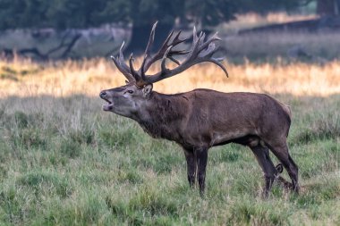 Red Deer Stags (Cervus elaphus) europe