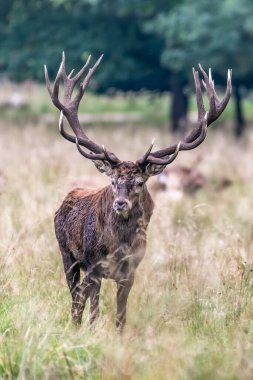 Red Deer Stags (Cervus elaphus) europe