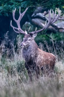 Red Deer Stags (Cervus elaphus) europe