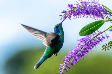 Kosta Rika 'da yeşil bir arka planda tek başına uçan yeşil menekşe kulaklı sinekkuşu (Colibri thalassinus)