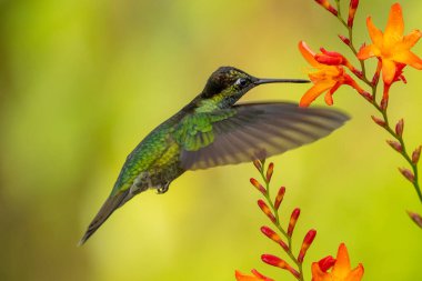 Green Violet-ear hummingbird (Colibri thalassinus) in flight isolated on a green background in Costa Rica clipart