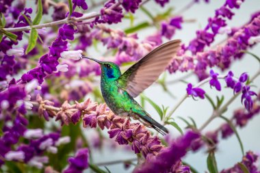 Kosta Rika 'da yeşil bir arka planda tek başına uçan yeşil menekşe kulaklı sinekkuşu (Colibri thalassinus)