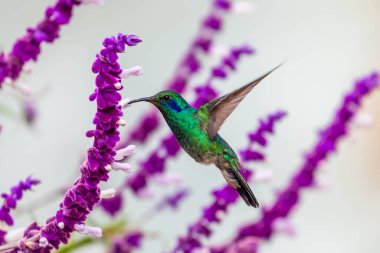 Kosta Rika 'da yeşil bir arka planda tek başına uçan yeşil menekşe kulaklı sinekkuşu (Colibri thalassinus)
