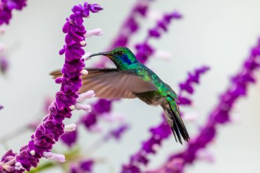 Kosta Rika 'da yeşil bir arka planda tek başına uçan yeşil menekşe kulaklı sinekkuşu (Colibri thalassinus)