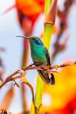 Kosta Rika 'da yeşil bir arka planda tek başına uçan yeşil menekşe kulaklı sinekkuşu (Colibri thalassinus)