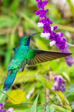 Kosta Rika 'da yeşil bir arka planda tek başına uçan yeşil menekşe kulaklı sinekkuşu (Colibri thalassinus)
