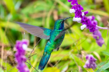 Kosta Rika 'da yeşil bir arka planda tek başına uçan yeşil menekşe kulaklı sinekkuşu (Colibri thalassinus)