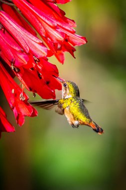 Kosta Rika 'da yeşil bir arka planda tek başına uçan yeşil menekşe kulaklı sinekkuşu (Colibri thalassinus)
