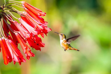 Kosta Rika 'da yeşil bir arka planda tek başına uçan yeşil menekşe kulaklı sinekkuşu (Colibri thalassinus)