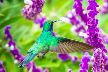 Kosta Rika 'da yeşil bir arka planda tek başına uçan yeşil menekşe kulaklı sinekkuşu (Colibri thalassinus)