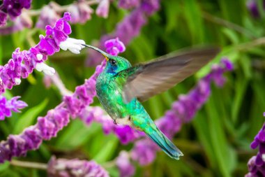 Kosta Rika 'da yeşil bir arka planda tek başına uçan yeşil menekşe kulaklı sinekkuşu (Colibri thalassinus)