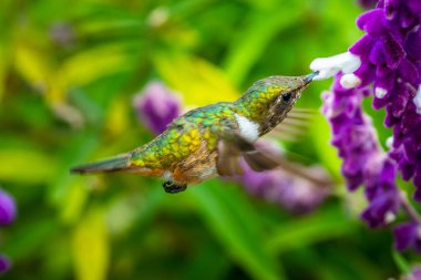 Kosta Rika 'da yeşil bir arka planda tek başına uçan yeşil menekşe kulaklı sinekkuşu (Colibri thalassinus)