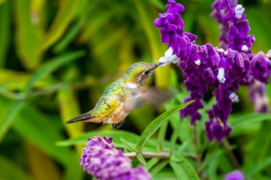 Kosta Rika 'da yeşil bir arka planda tek başına uçan yeşil menekşe kulaklı sinekkuşu (Colibri thalassinus)