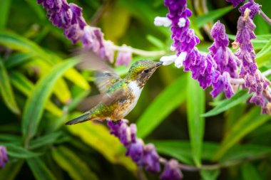 Kosta Rika 'da yeşil bir arka planda tek başına uçan yeşil menekşe kulaklı sinekkuşu (Colibri thalassinus)
