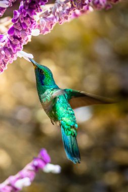 Kosta Rika 'da yeşil bir arka planda tek başına uçan yeşil menekşe kulaklı sinekkuşu (Colibri thalassinus)