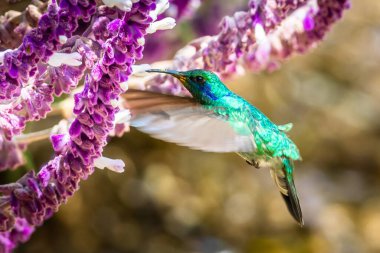 Kosta Rika 'da yeşil bir arka planda tek başına uçan yeşil menekşe kulaklı sinekkuşu (Colibri thalassinus)