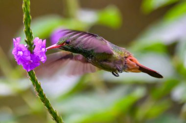 Kosta Rika 'da yeşil bir arka planda tek başına uçan yeşil menekşe kulaklı sinekkuşu (Colibri thalassinus)