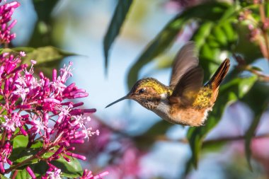 Kosta Rika 'da yeşil bir arka planda tek başına uçan yeşil menekşe kulaklı sinekkuşu (Colibri thalassinus)