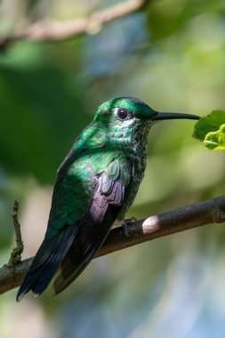 Kosta Rika 'da yeşil bir arka planda tek başına uçan yeşil menekşe kulaklı sinekkuşu (Colibri thalassinus)