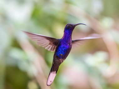 Green Violet-ear hummingbird (Colibri thalassinus) in flight isolated on a green background in Costa Rica