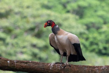 Kral akbaba, Sarcoramphus baba, Orta ve Güney Amerika 'da büyük bir kuş bulundu. Uçan kuş, arka planda orman. Tropik doğadan vahşi yaşam sahnesi. Kızıl saçlı kuş. Açık kanatlı Akbaba, Panama