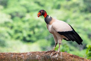 Kral akbaba, Sarcoramphus baba, Orta ve Güney Amerika 'da büyük bir kuş bulundu. Uçan kuş, arka planda orman. Tropik doğadan vahşi yaşam sahnesi. Kızıl saçlı kuş. Açık kanatlı Akbaba, Panama