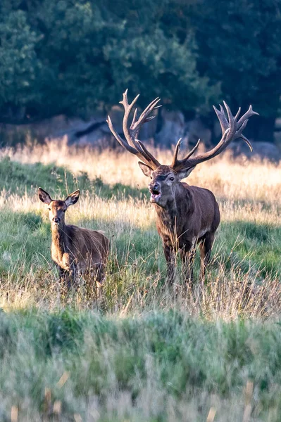 Red Deer Stags Cervus Elaphus Europe — стокове фото
