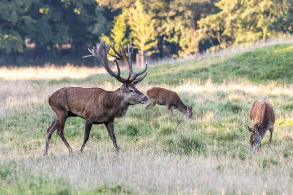 Red Deer Stags Cervus Elaphus Europe — Stock Fotó