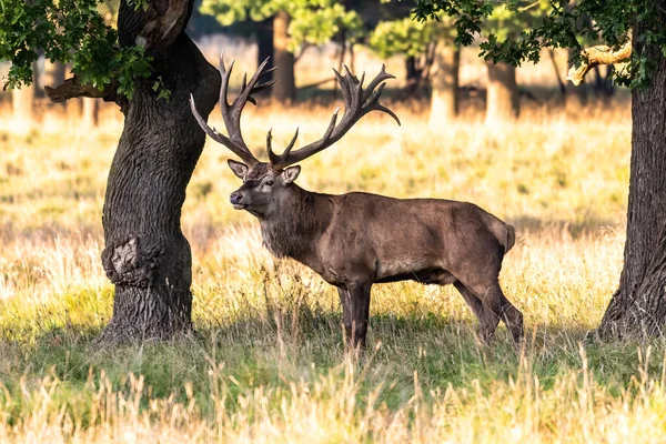 Red Deer Stags Cervus Elaphus Europe — Stockfoto