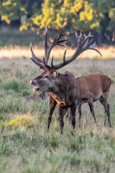 Red Deer Stags Cervus Elaphus Europe — Stock Fotó