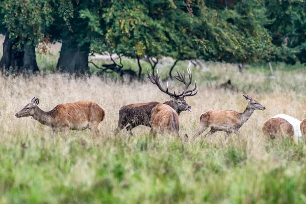 Red Deer Stags Cervus Elaphus Europe — Stockfoto