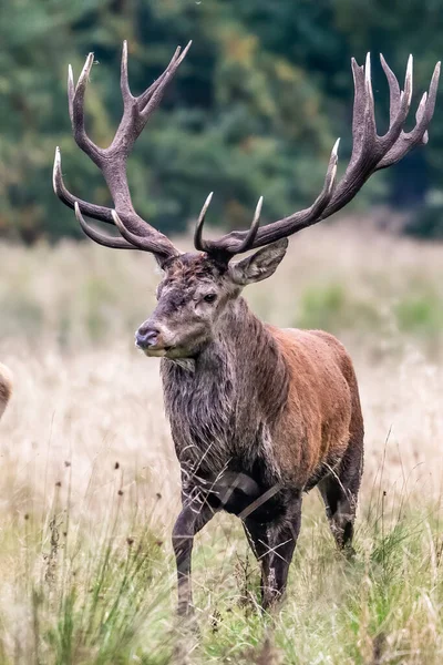 Red Deer Stags Cervus Elaphus Europe — Stock Fotó