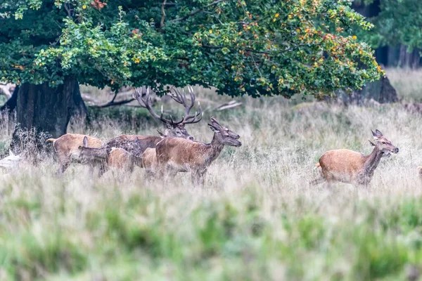 Red Deer Stags Cervus Elaphus Europe — Stockfoto