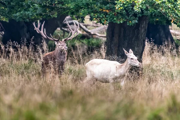 Red Deer Stags Cervus Elaphus Europe — Stockfoto