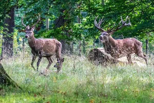 Red Deer Stags Cervus Elaphus Europe — Fotografia de Stock