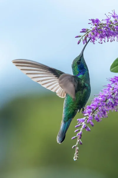 Green Violet Ear Hummingbird Colibri Thalassinus Flight Isolated Green Background — Fotografia de Stock