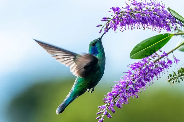 Green Violet Ear Hummingbird Colibri Thalassinus Flight Isolated Green Background — Zdjęcie stockowe