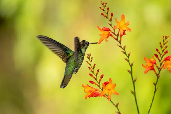 Zelený Fialový Kolibřík Colibri Thalassinus Letu Izolovaný Zeleném Pozadí Kostarice — Stock fotografie