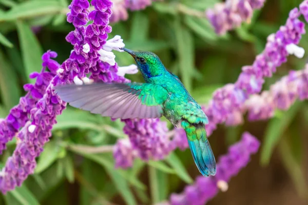 Green Violet Ear Hummingbird Colibri Thalassinus Flight Isolated Green Background — Stock Photo, Image