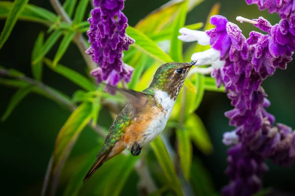 Groene Violet Ear Kolibrie Colibri Thalassinus Vlucht Geïsoleerd Een Groene — Stockfoto