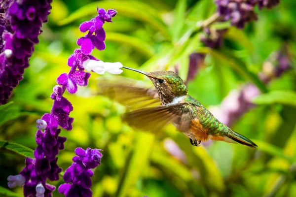 Beija Flor Violeta Verde Colibri Thalassinus Voo Isolado Fundo Verde — Fotografia de Stock