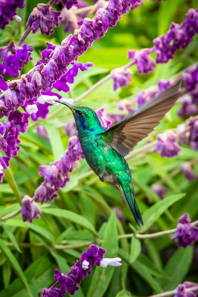 Zielony Fioletowo Uchowy Koliber Colibri Thalassinus Locie Odizolowany Zielonym Tle — Zdjęcie stockowe