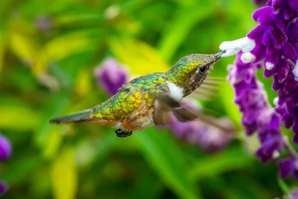 Green Violet Ear Hummingbird Colibri Thalassinus Flight Isolated Green Background — Foto Stock
