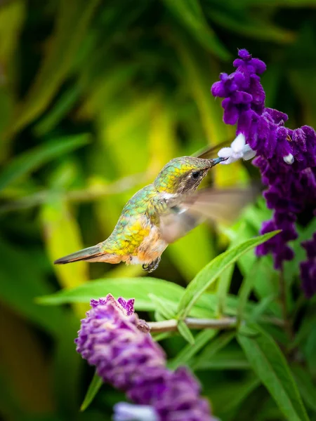 Green Violet Ear Hummingbird Colibri Thalassinus Flight Isolated Green Background — Fotografia de Stock