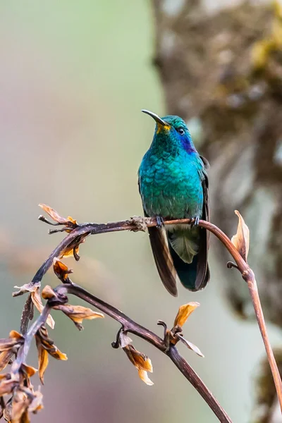 Green Violet Ear Hummingbird Colibri Thalassinus Flight Isolated Green Background — стоковое фото