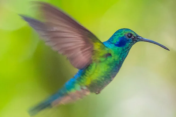 Зелений Колібрі Colibri Thalassinus Польоті Ізольований Зеленому Тлі Коста Риці — стокове фото