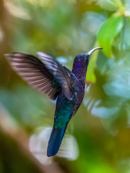 Green Violet Ear Hummingbird Colibri Thalassinus Flight Isolated Green Background — стоковое фото