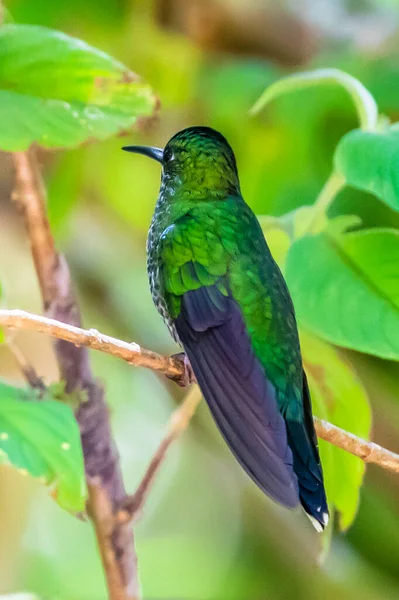 Green Violet Ear Hummingbird Colibri Thalassinus Flight Isolated Green Background — стокове фото
