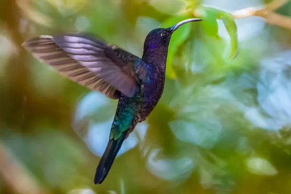 Green Violet Ear Hummingbird Colibri Thalassinus Flight Isolated Green Background — Stockfoto