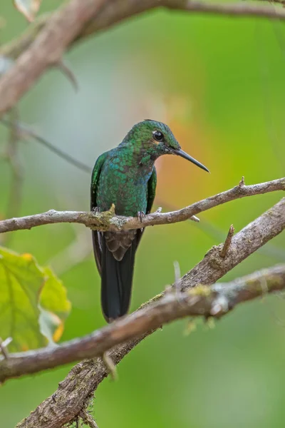 Grüner Veilchenohren Kolibri Colibri Thalassinus Flug Isoliert Auf Grünem Hintergrund — Stockfoto